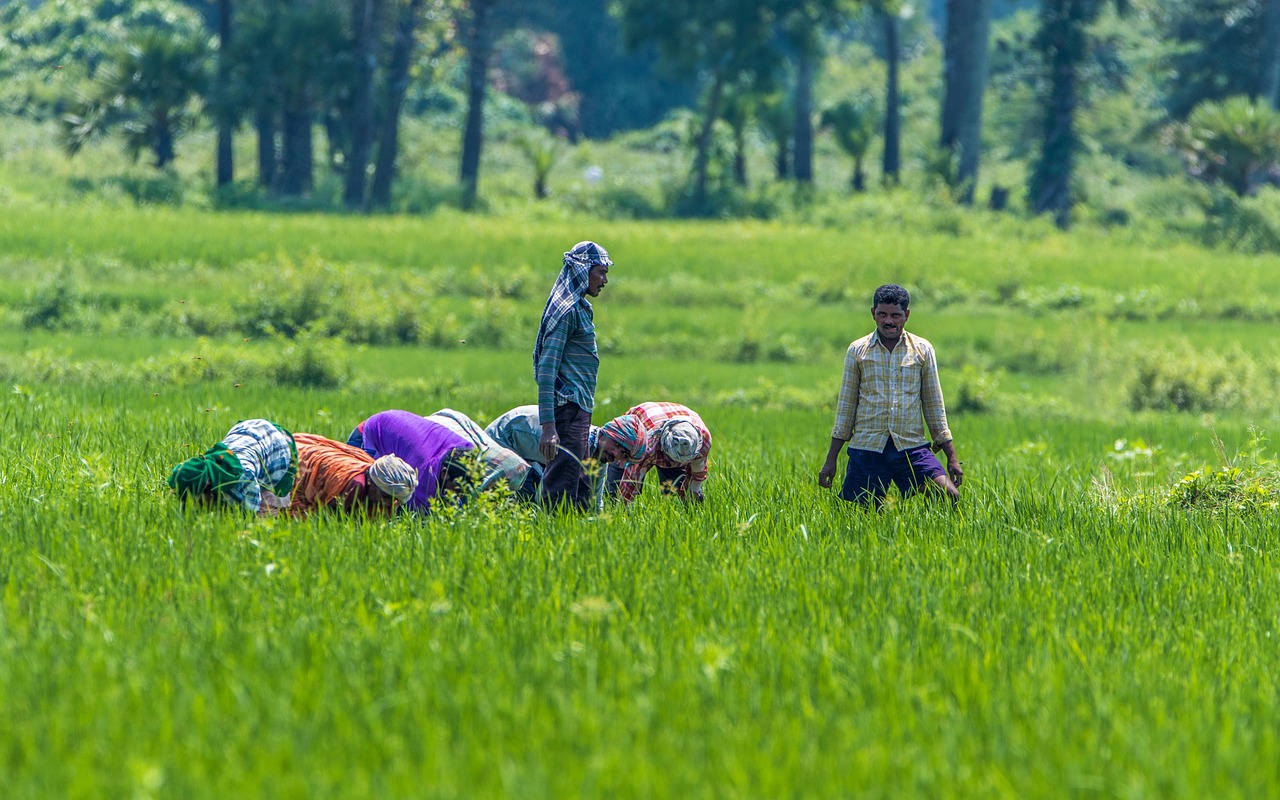 india, andhra pradesh, east godavari, gudapalli, konaseema, agriculture, greenary, green, asia, farming, araku, people, andhra pradesh, andhra pradesh, konaseema, greenary, greenary, greenary, greenary, greenary